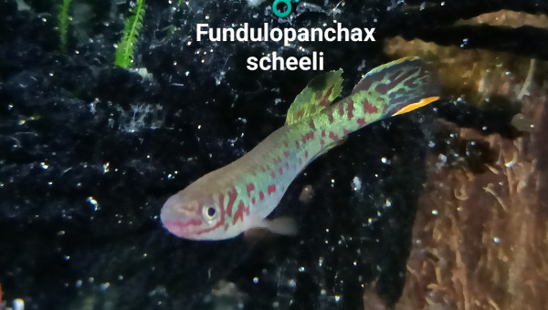 ♂️ Fundulopanchax scheeli