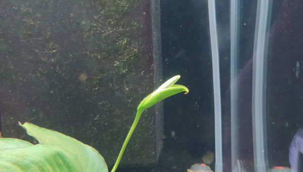 Anubias barteri en fleur