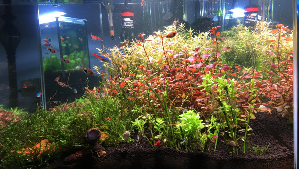 Vu de Coter de la Tank