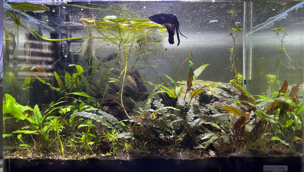 La maison de Éclair