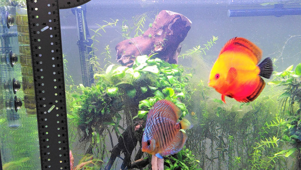 Petite astuce maison pour mesurer ses discus