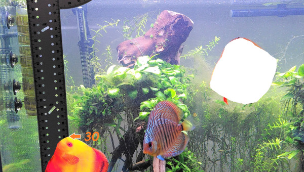 Petite astuce maison pour mesurer ses discus