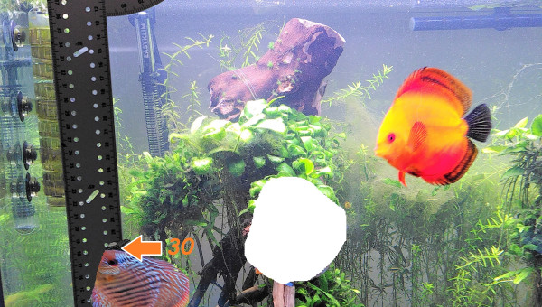 Petite astuce maison pour mesurer ses discus