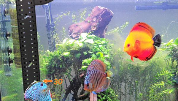 Petite astuce maison pour mesurer ses discus