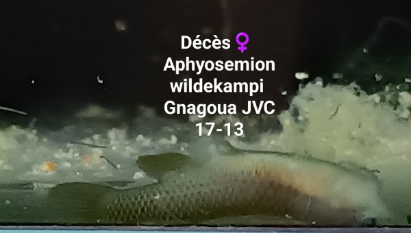 ♀️ Aphyosemion wildekampi Gnagoua JVC 17-13