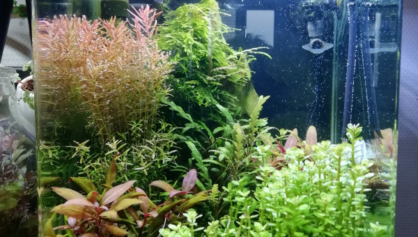 Petite coupe du lundi