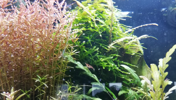 Petite coupe du lundi