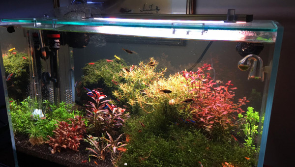 Cryptocoryne albida 'Brown'