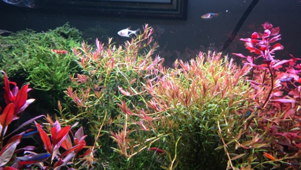 Rotala pleine couleur