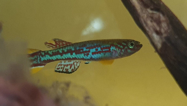 mon beau mirabilis....