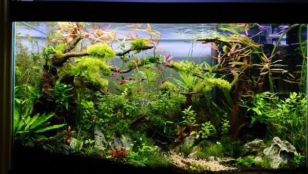 Bornéo S+10 bac 200l communautaire