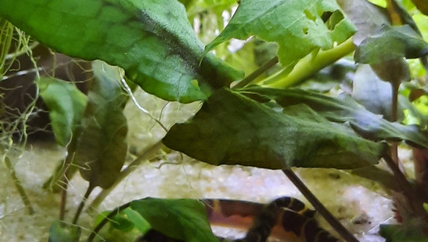 A l'abri sous les plantes ...