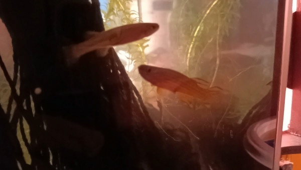 Aphyosemion striatum Ncolamvan GEMHS 00-33