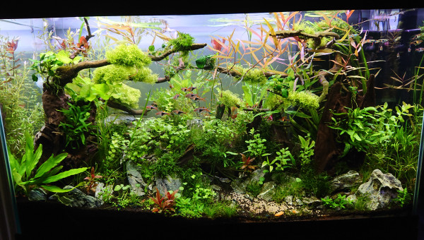 Bornéo L'univers du Chaos