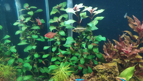 Les plantes aiment le CO2