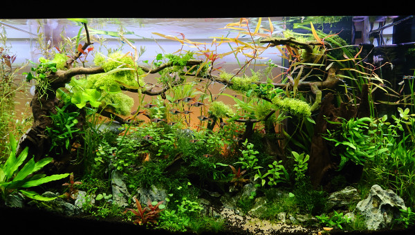 Un couché de soleil à Bornéo