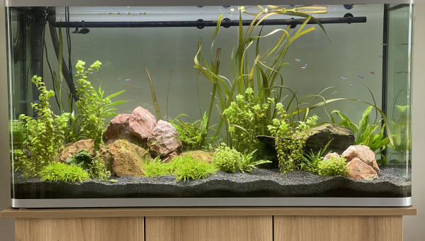 Début traitement anti algues