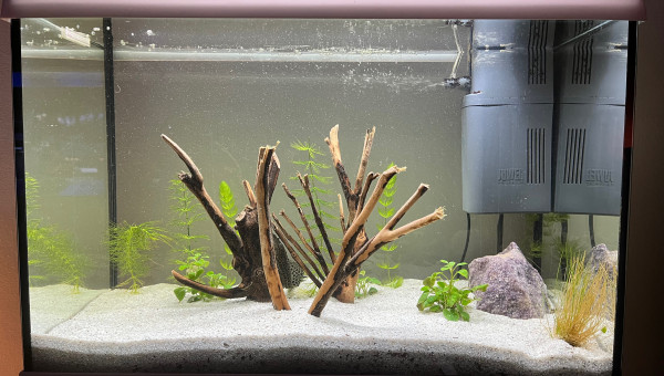 Changement d'eau hebdo