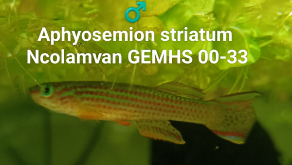 ♂️ Aphyosemion striatum Ncolamvan GEMHS 00-33