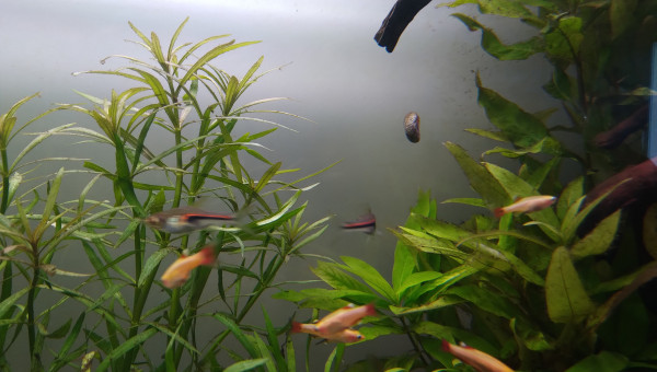 Cardinal dorés et les derniers rasboras