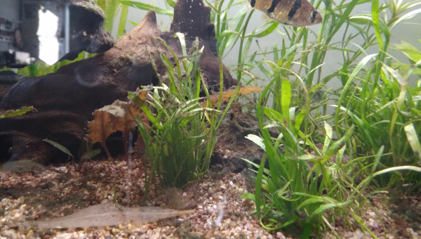 Barbus tetrazona (Le survivant)