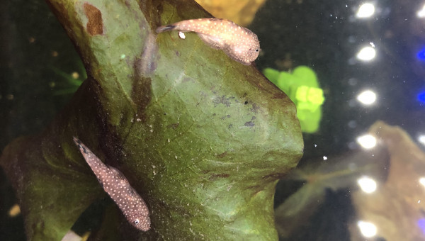 Gastromyzon borneensis