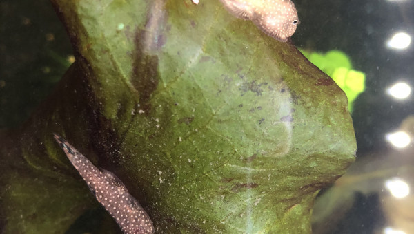 Gastromyzon borneensis