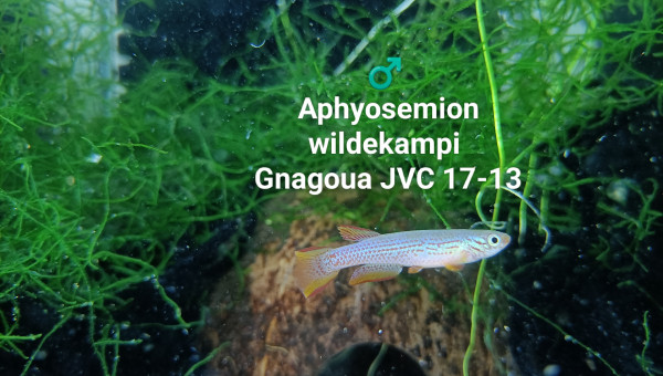 ♂️ Aphyosemion wildekampi Gnagoua JVC 17-13