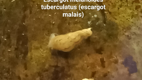 Escargot melanoides tuberculatus (escargot malais)