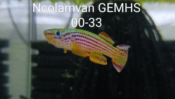 ♂️ Aphyosemion striatum Ncolamvan GEMHS 00-33