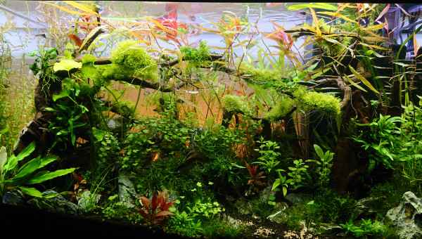 Bornéo S+13  200l communautaire