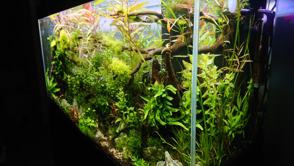 Bornéo S+13  200l communautaire