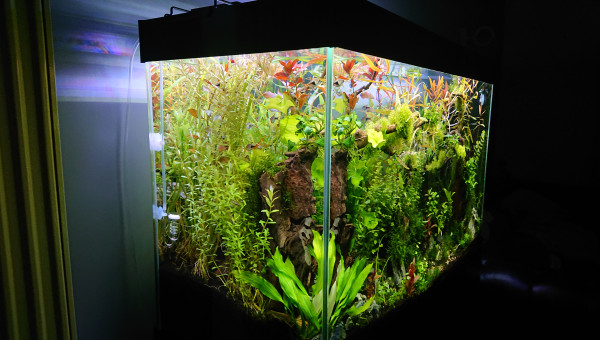 Bornéo S+13  200l communautaire