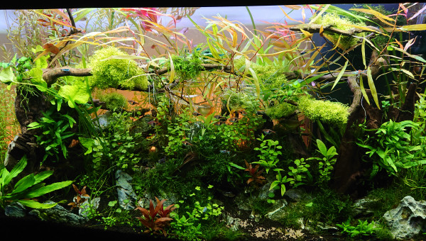 Changement de l'orientation de la Tripartita 1