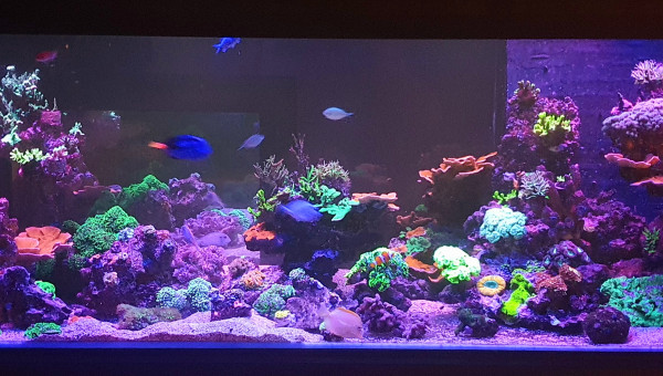 Évolution de l'aqua