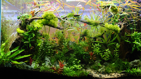 Bornéo S+14  200l communautaire