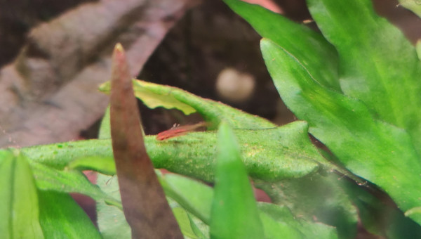 Et de deux alevins !