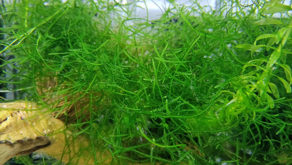 ♂️ Fundulopanchax scheeli