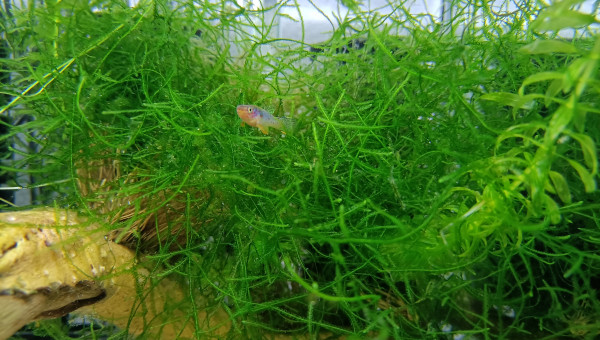 ♂️ Fundulopanchax scheeli