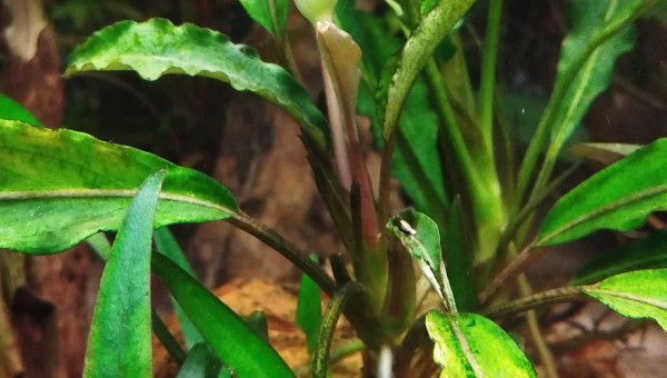 Bucephalandra Kapuas Hulu