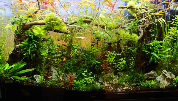 Bornéo S+14   200l communautaire