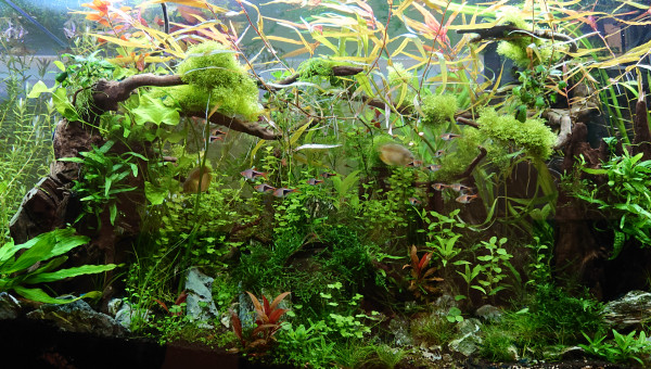 Bornéo S+14 200l communautaire