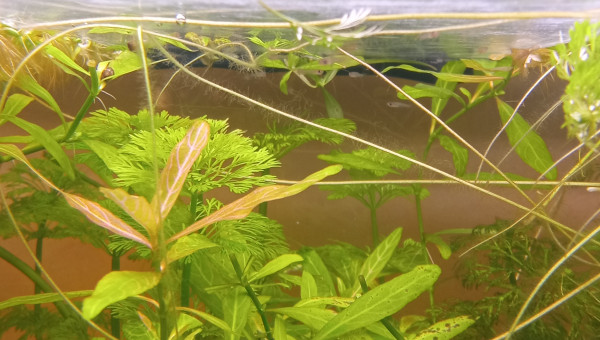 Naissance de bébé guppy