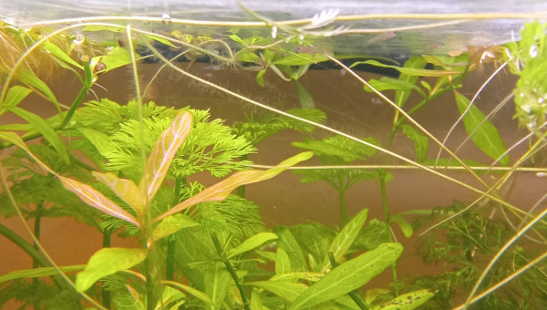 Naissance de bébé guppy