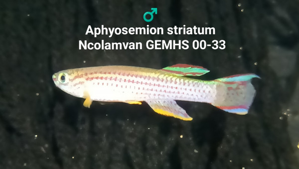 ♂️ Aphyosemion striatum Ncolamvan GEMHS 00-33