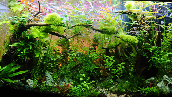 Bornéo S+15  200l communautaire