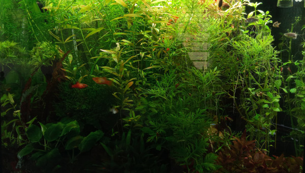 Taille des plantes : avant