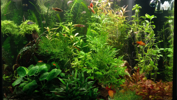 Taille des plantes : après