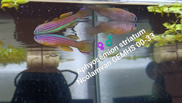 Aphyosemion striatum Ncolamvan GEMHS 00-33