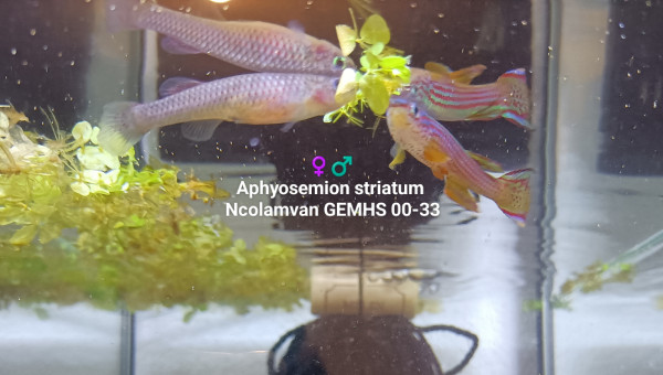 Aphyosemion striatum Ncolamvan GEMHS 00-33